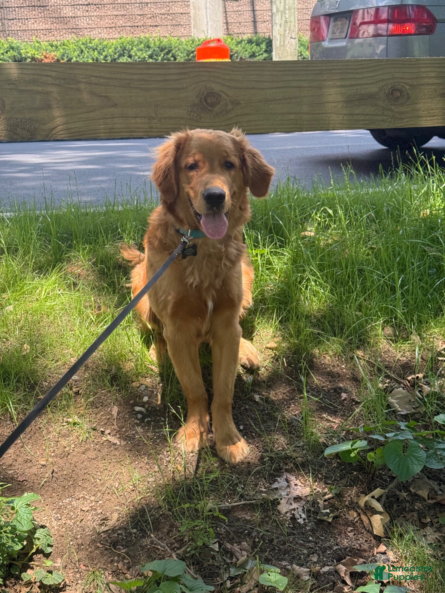 Golden Retriever dogs Axel - Ad 1