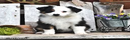 Australian Shepherd dogs for sale: Zella - Ad 4