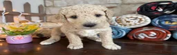 Labradoodle dogs for sale: Bobby (Boy) - Ad 3