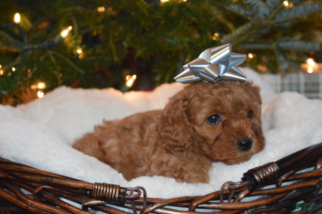 Cavapoo dogs for sale: Angel - Ad 1