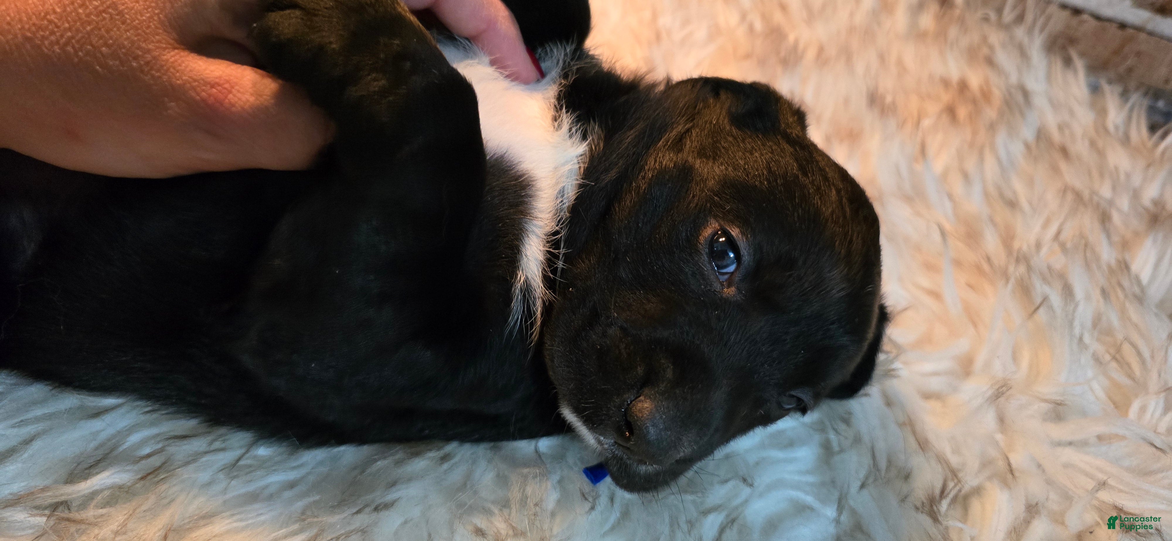 Mixed Breed dogs Shadow - Ad 42