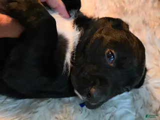 Mixed Breed dogs Shadow - Ad 42