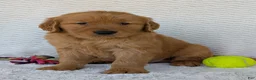 Golden Retriever dogs for sale: Brady - Ad 15