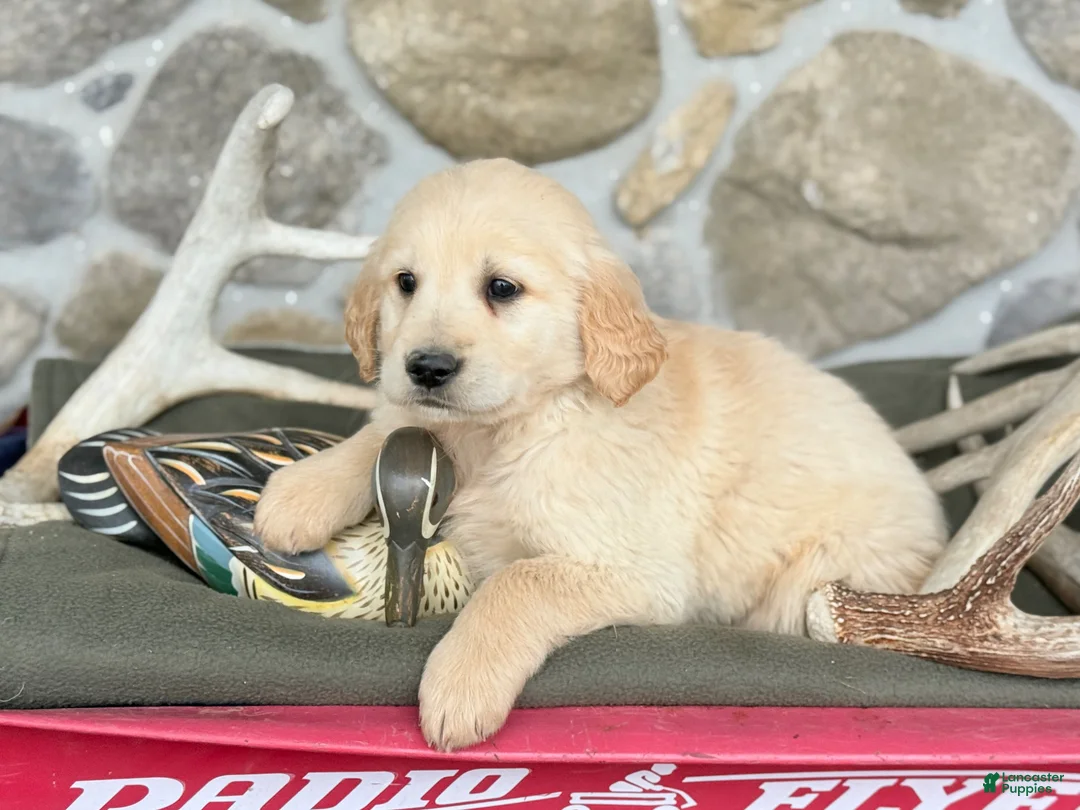 Golden Retriever dogs for sale: Abel - Ad 2
