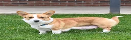 Welsh Corgi Pembroke dogs for sale: Romeo - Ad 6
