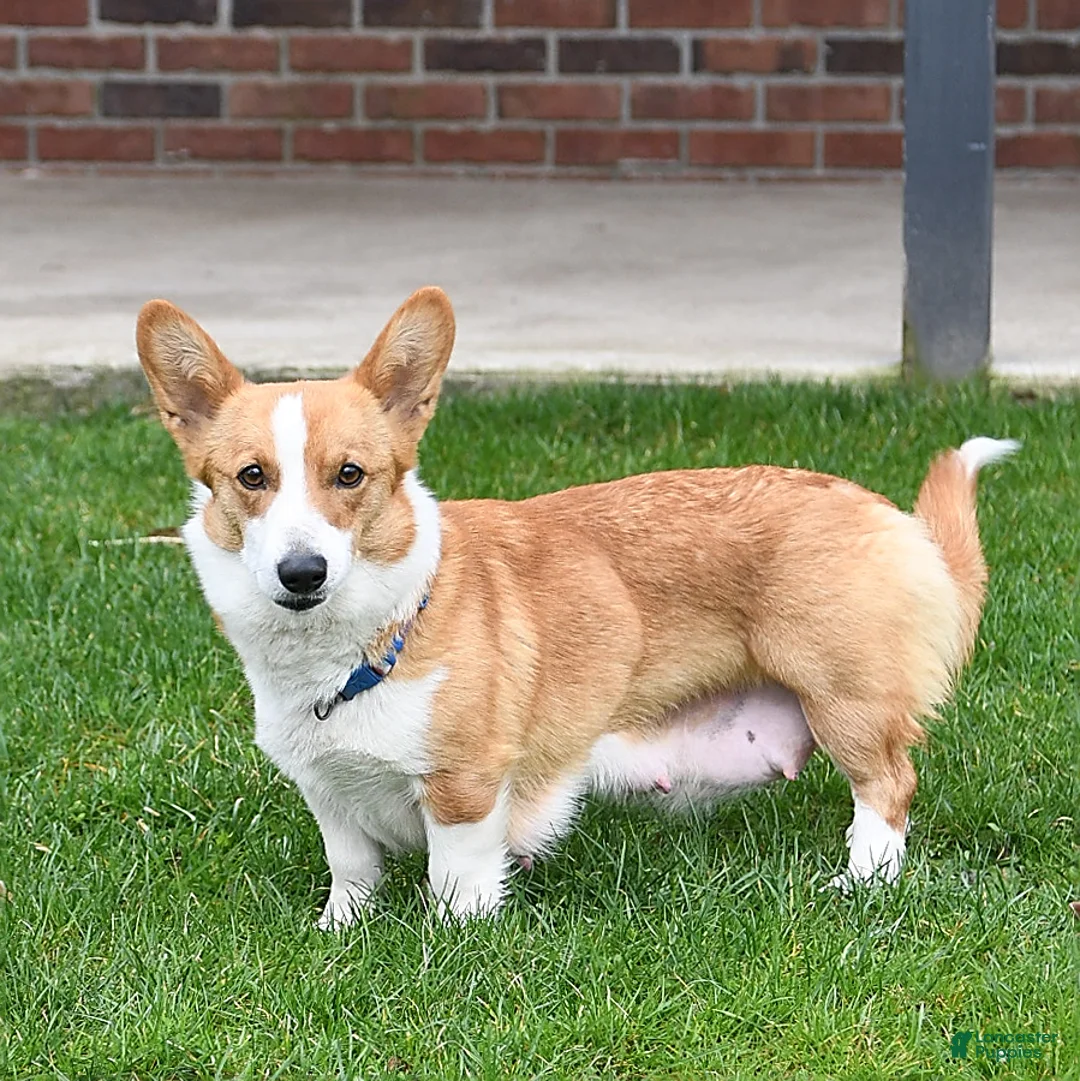 Welsh Corgi Pembroke dogs for sale: Romeo - Ad 6