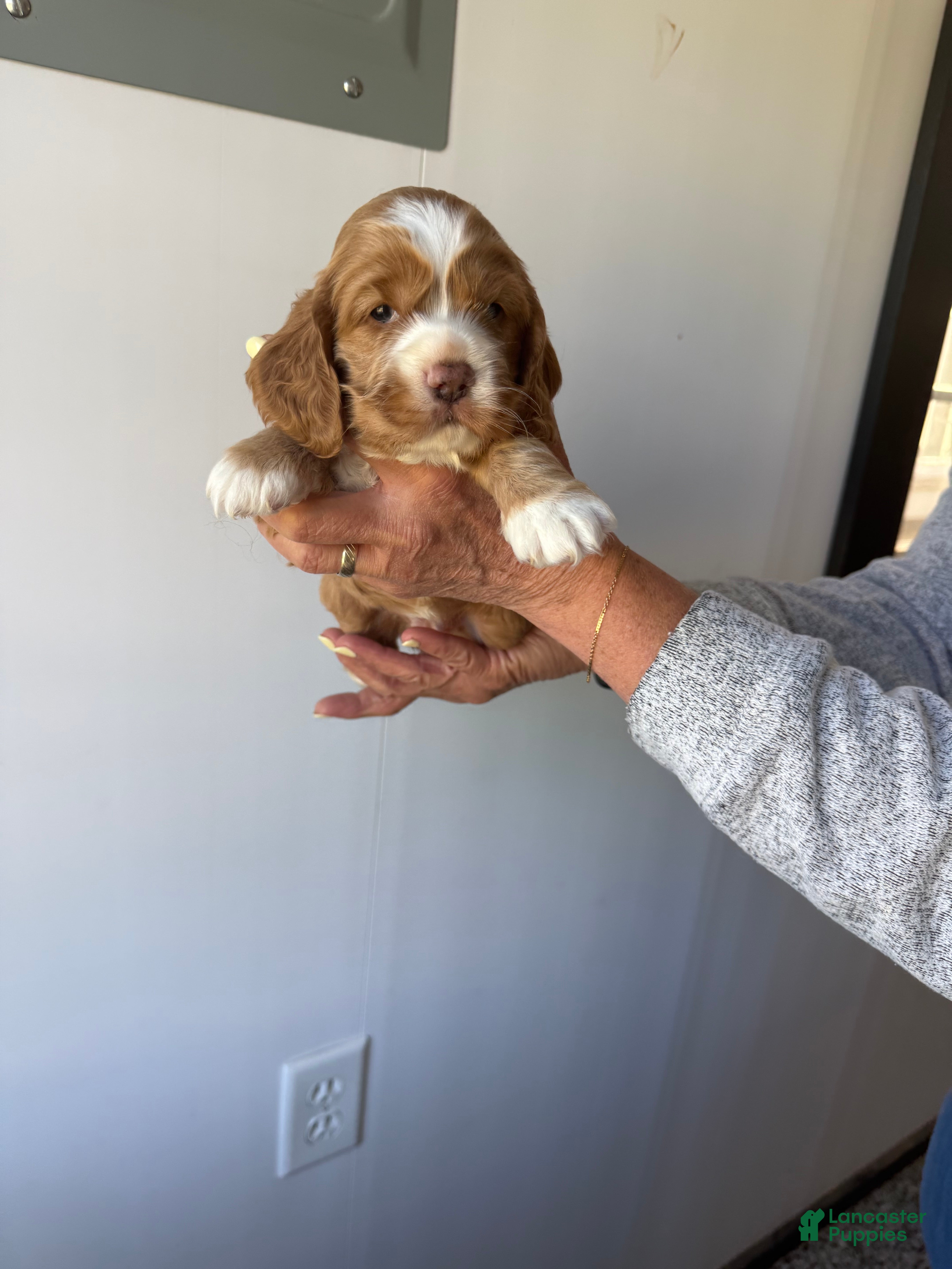 Cocker Spaniel dogs Ember - Ad 2