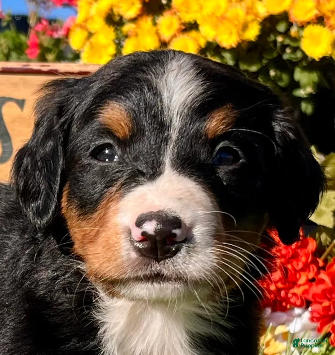 Bernese Mountain Dog dogs for sale: Raya❤️AKC Genetic Tested American Champion - Ad 2