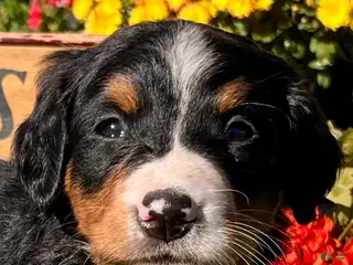 Bernese Mountain Dog dogs Raya❤️AKC Genetic Tested American Champion - Ad 2