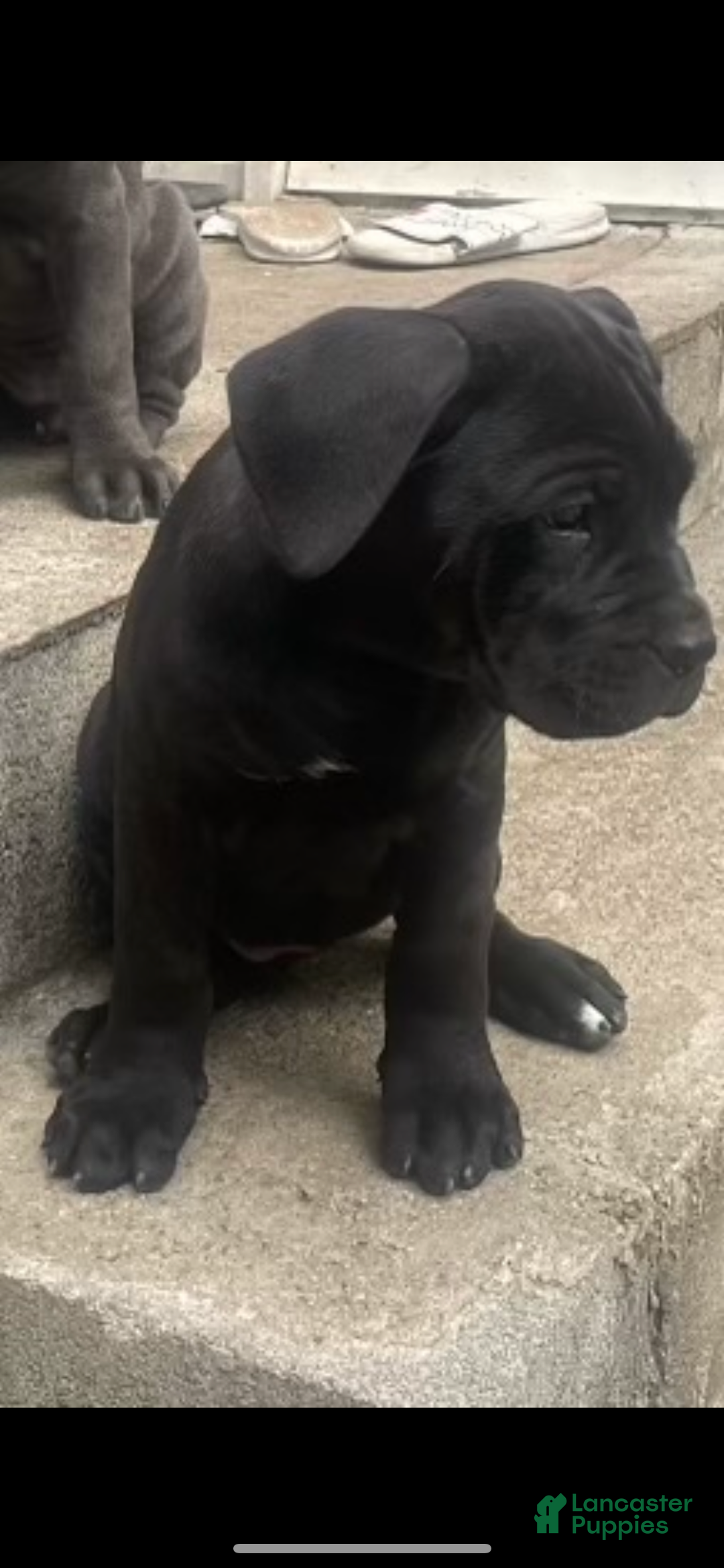 Cane Corso dogs for sale: Cane Corso Puppy 2 - Ad 5