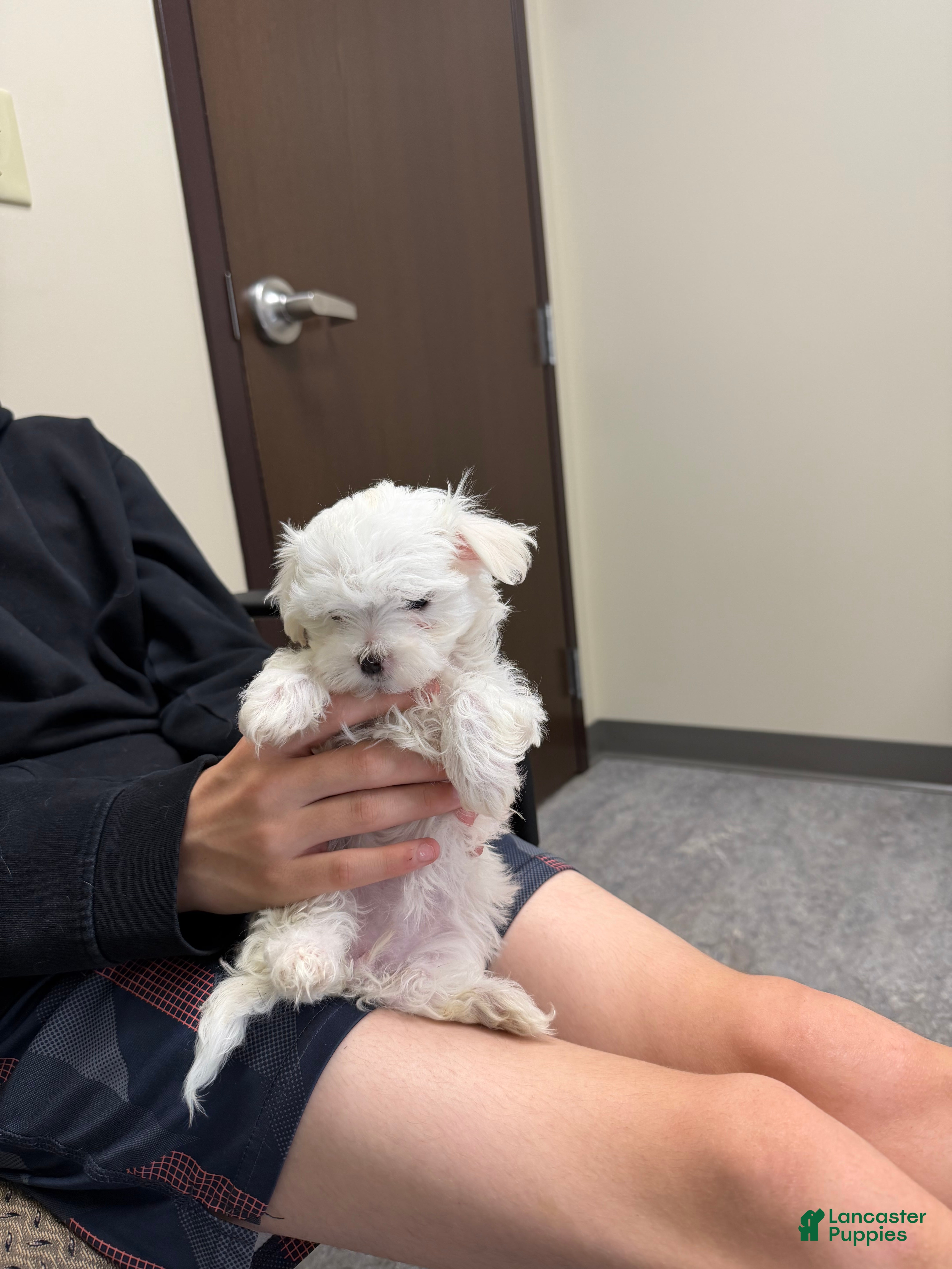 Maltese dogs Marley  - Ad 40