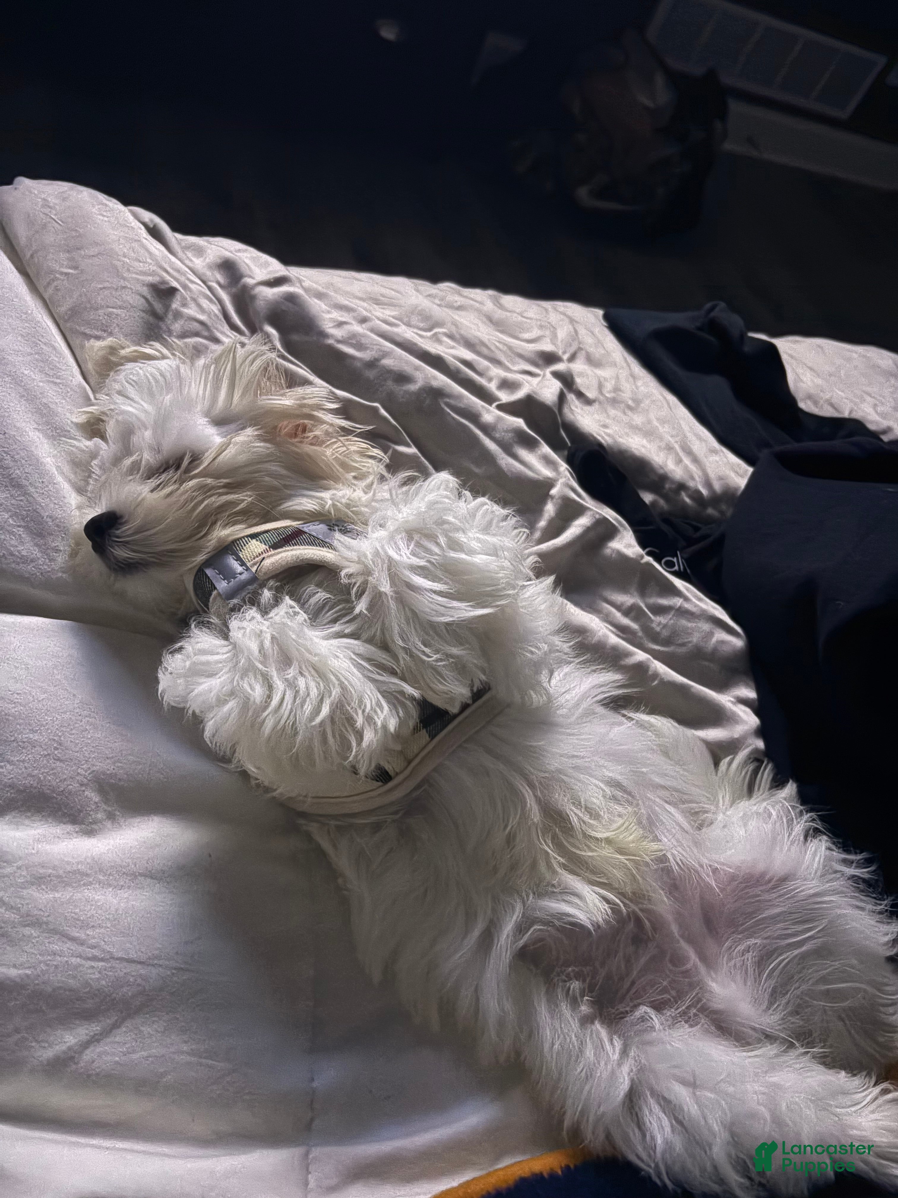 Maltese dogs Maltese Puppy 1 - Ad 2