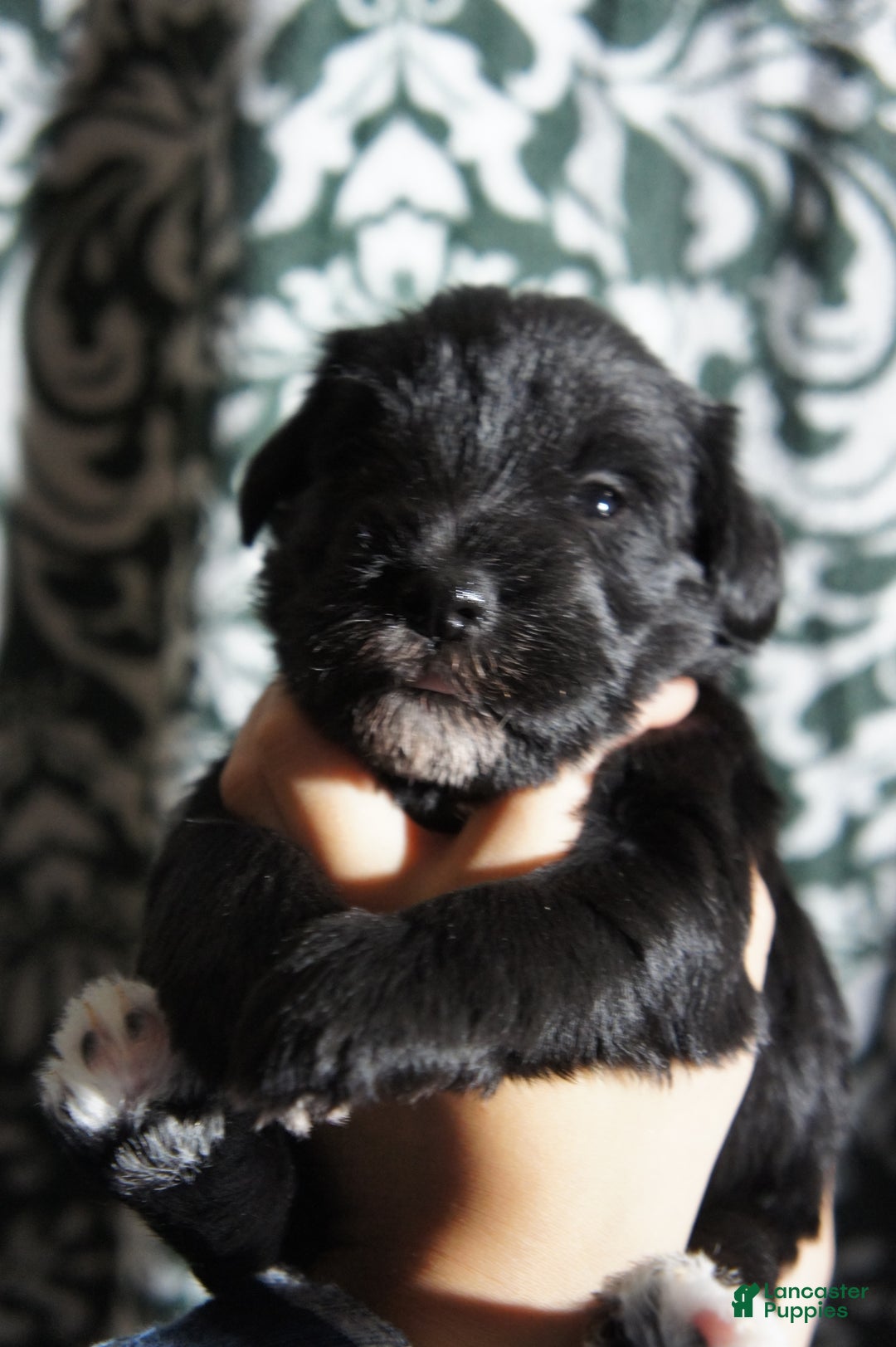 Miniature Schnauzer dogs for sale: DOTTIE - Ad 3