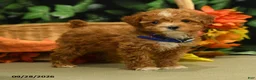 Miniature Poodle dogs for sale: George - Ad 4