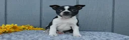 Mixed Breed dogs for sale: Sally - Ad 3