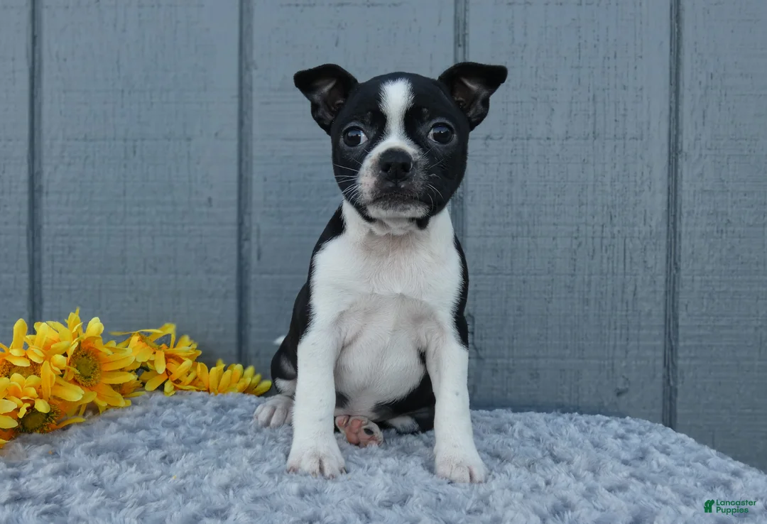 Mixed Breed dogs for sale: Sally - Ad 3
