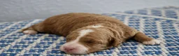 Mini Goldendoodle dogs for sale: Willow - Ad 6