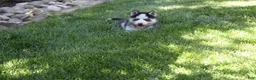 Siberian Husky dogs for sale: Trixie  - Ad 5