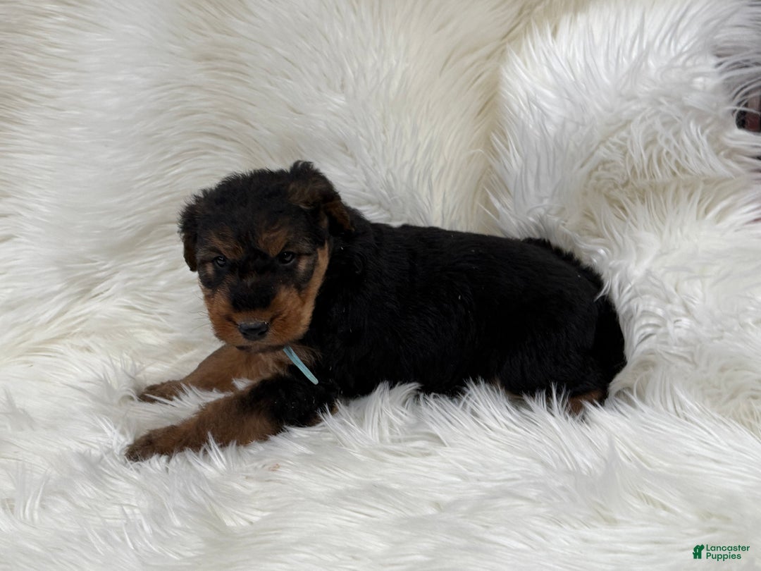Airedale Terrier dogs for sale: Molly Airedale Terrier Puppy 4 - Ad 2