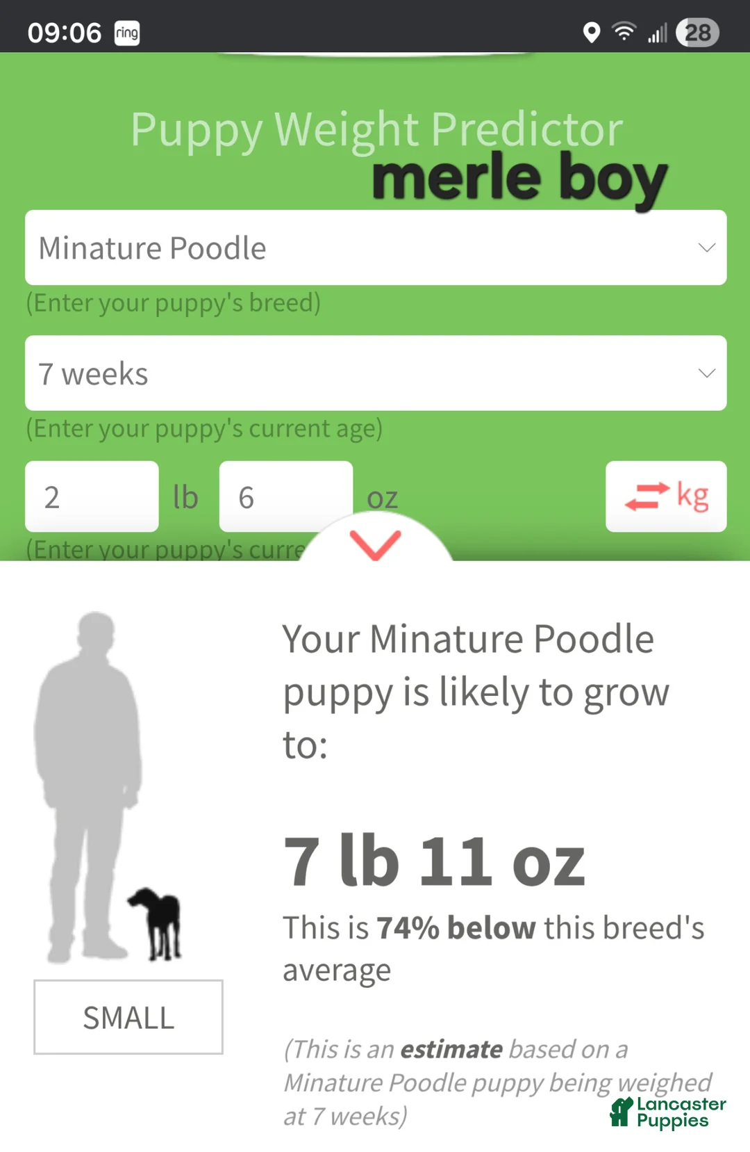 Miniature Poodle dogs for sale: Miniature Poodle Merle Boy - Ad 2