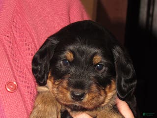 Labradoodle dogs Jaxson - Ad 15