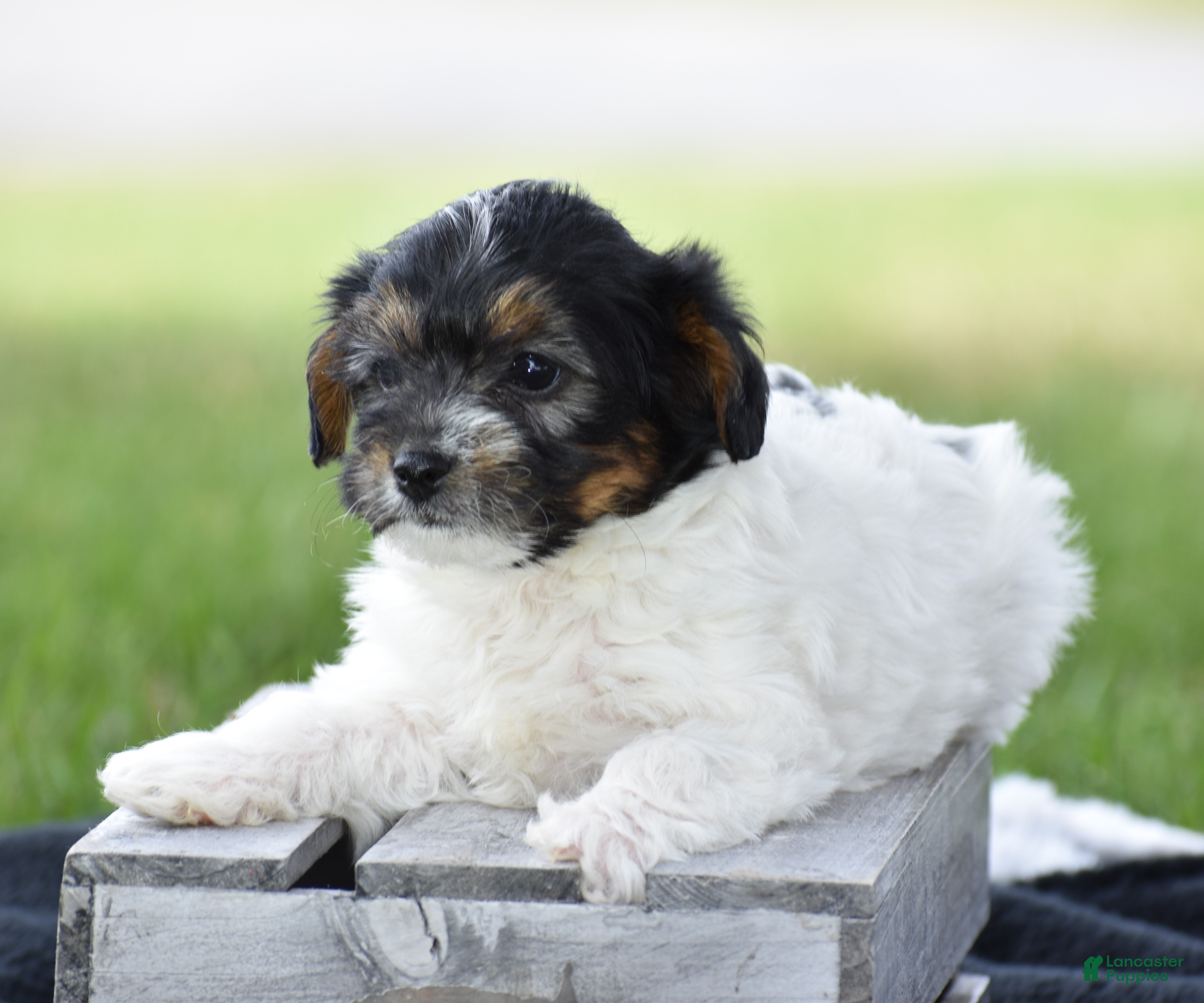 Yorkiepoo dogs Vicki - Ad 1
