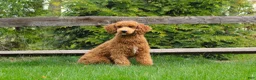 Miniature Poodle dogs for sale: Colton - Ad 6