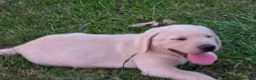 Labrador Retriever dogs for sale: Meet Your New Best Friend! Beautiful Yellow Male Labrador Retriever Puppies Available 💛 - Ad 13
