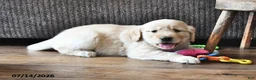 Mixed Breed dogs for sale: Tinker - Ad 2