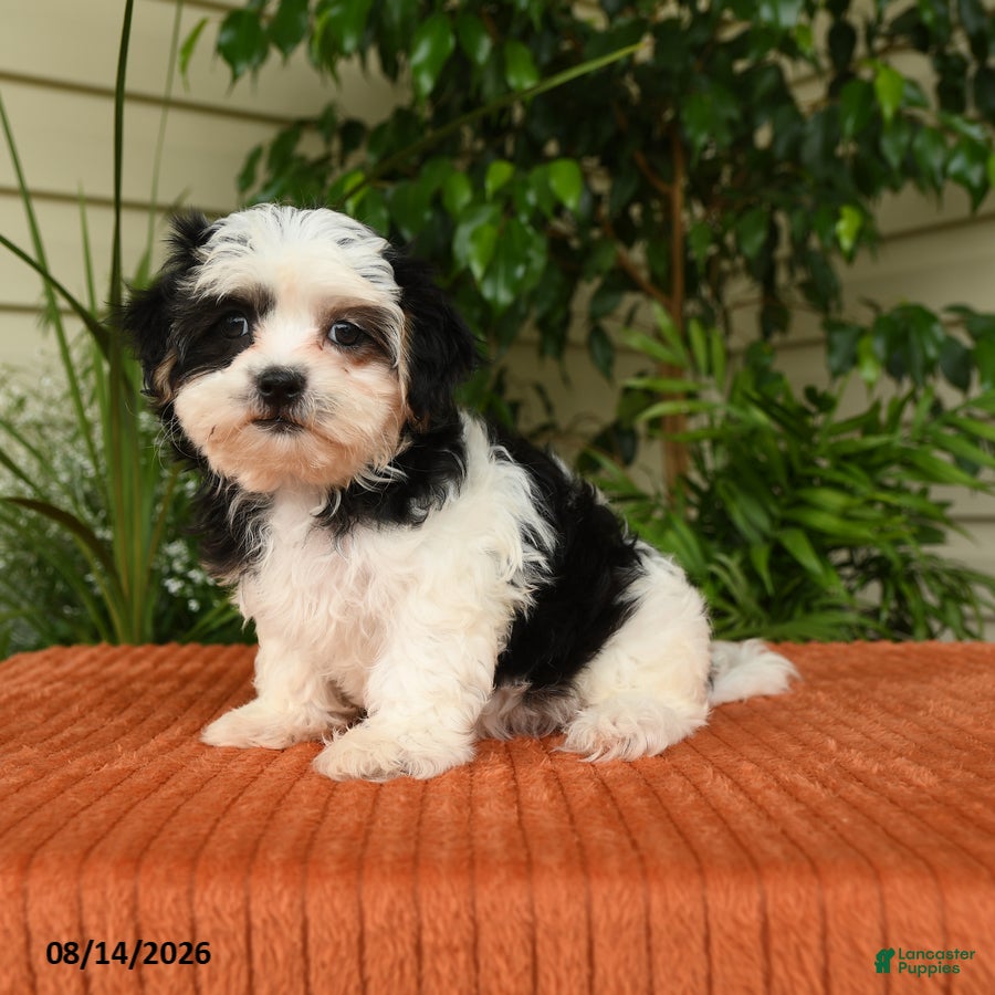 Malshi dogs Megan - Ad 1