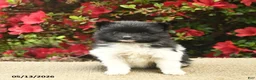 Pomeranian dogs for sale: Buttercup  - Ad 3