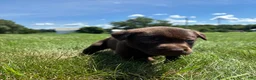 Labrador Retriever dogs for sale: Remi - Ad 3