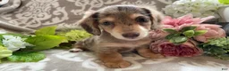 Miniature Dachshund dogs for sale: Simba - Ad 12
