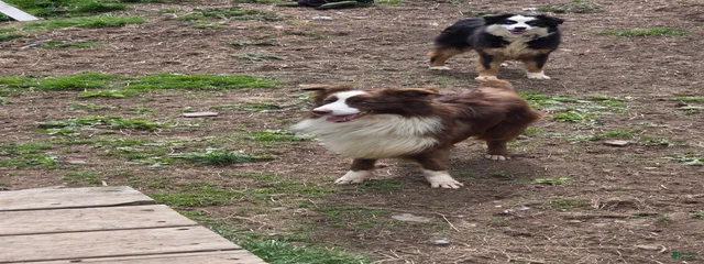 Stopper