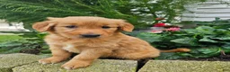 Golden Retriever dogs for sale: Kara - Ad 4