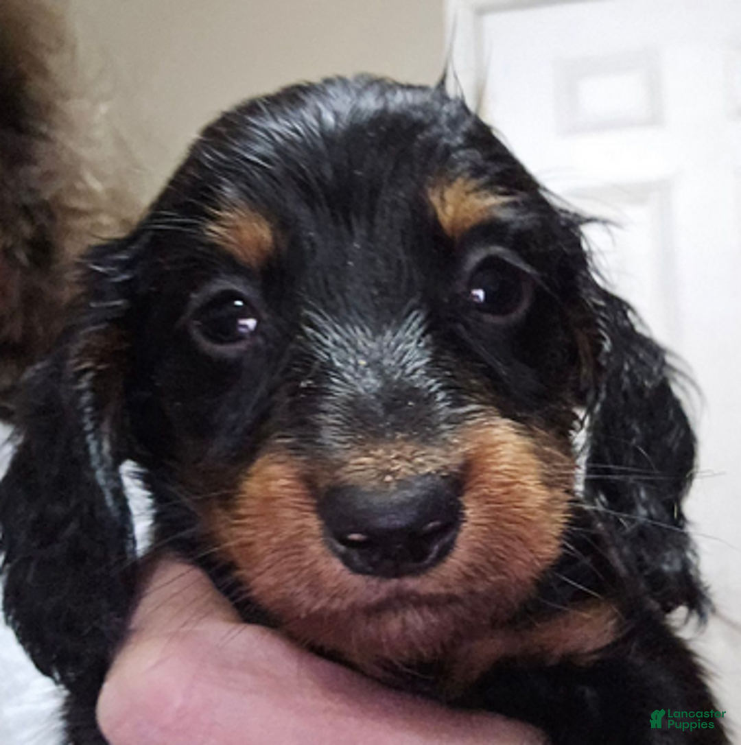 Dachshund dogs for sale: Bigger boy - Ad 3