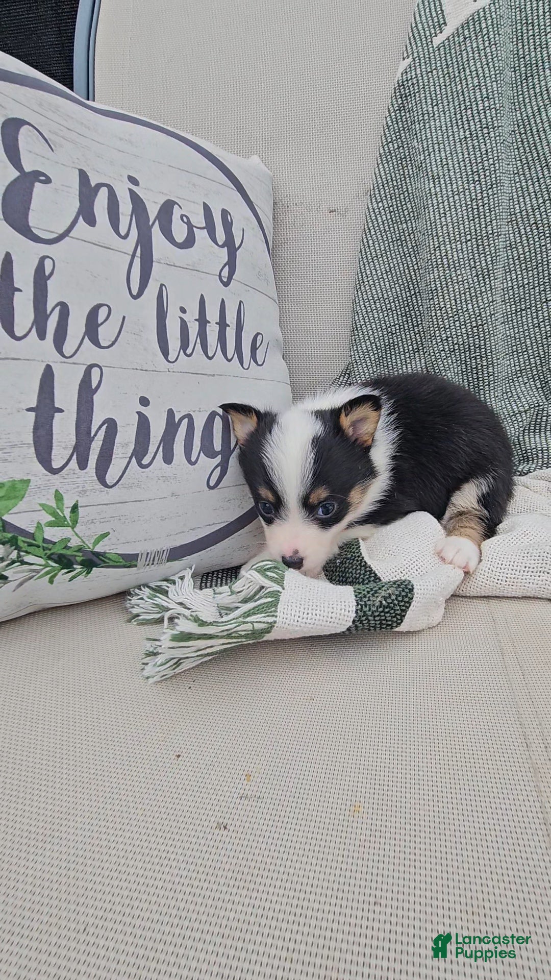 Mixed Breed dogs Rooster - Ad 14