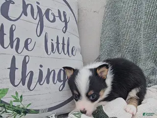 Mixed Breed dogs Rooster - Ad 18