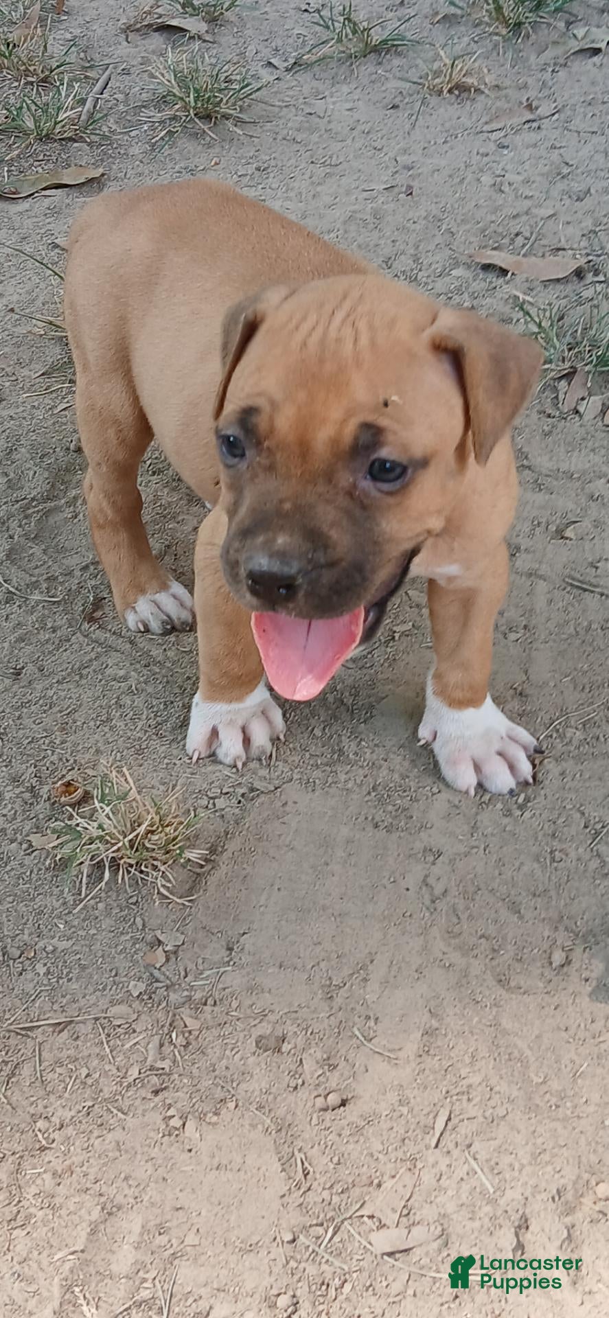 American Pit Bull Terrier dogs American Pit Bull Terrier 3 - Ad 4