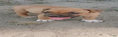 American Pit Bull Terrier 3