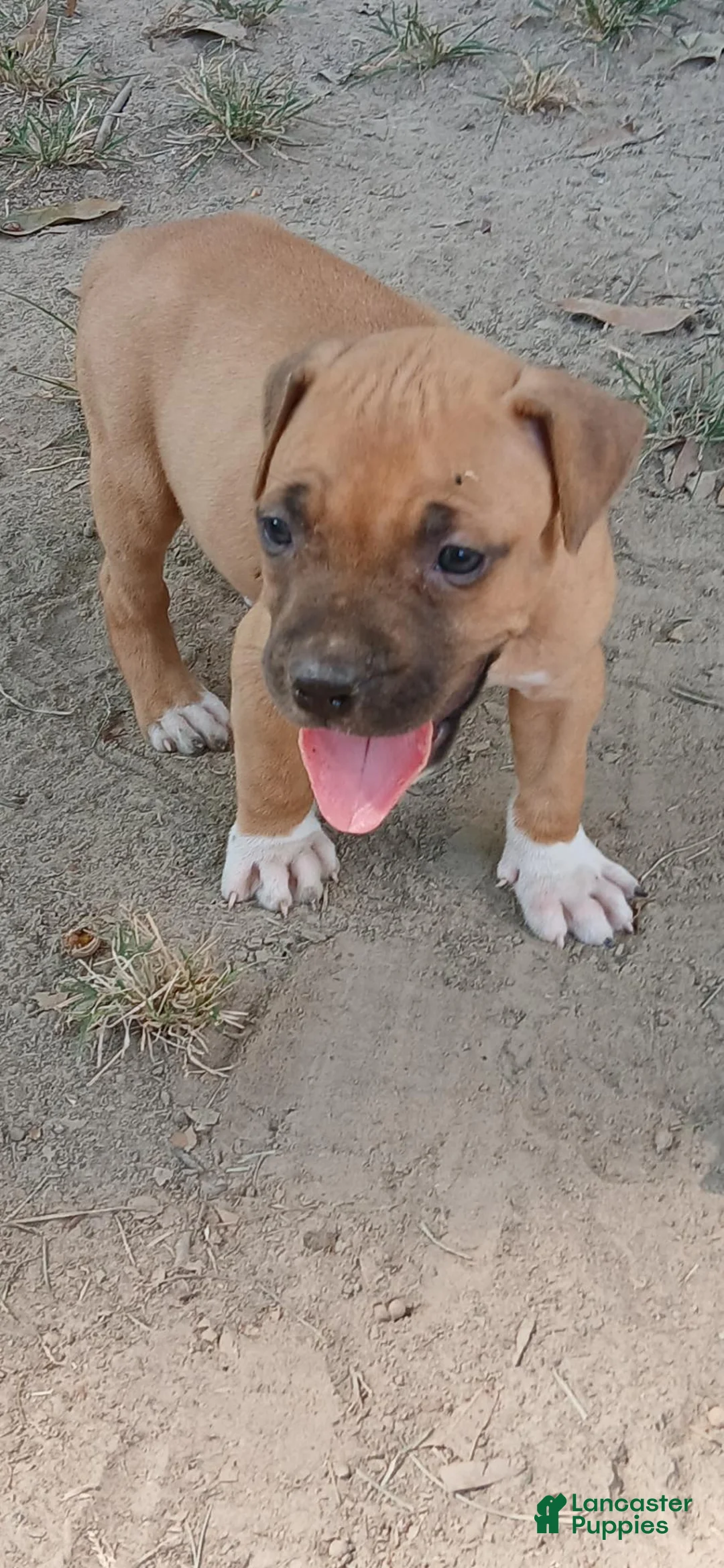 American Pit Bull Terrier dogs for sale: American Pit Bull Terrier 3 - Ad 1
