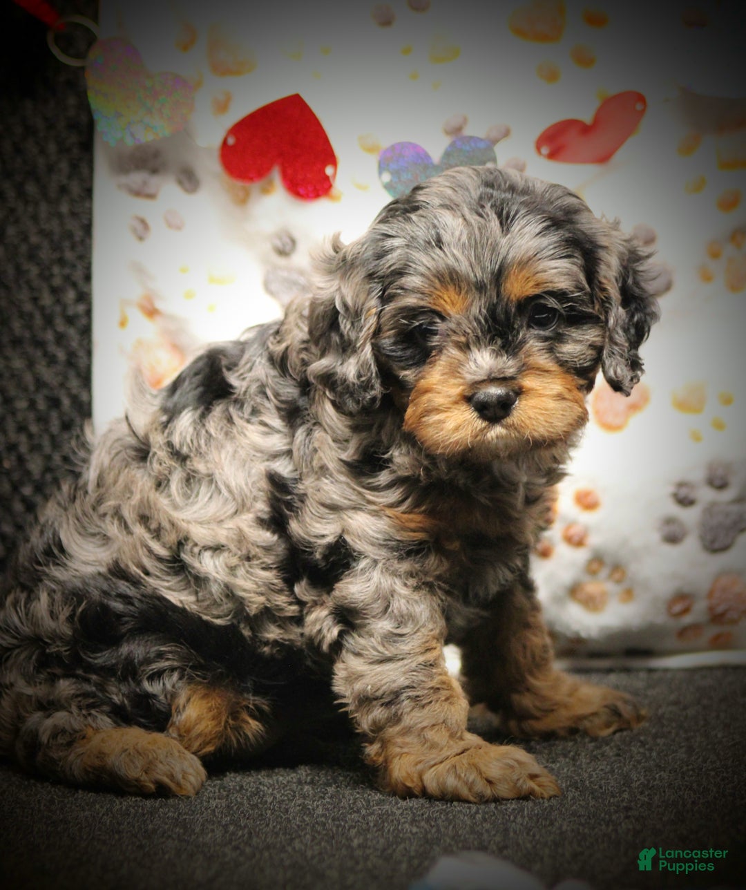 Cavapoo dogs for sale: Skye - Ad 3
