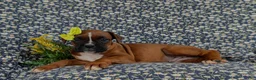 Boxer dogs for sale: Raven - Ad 4