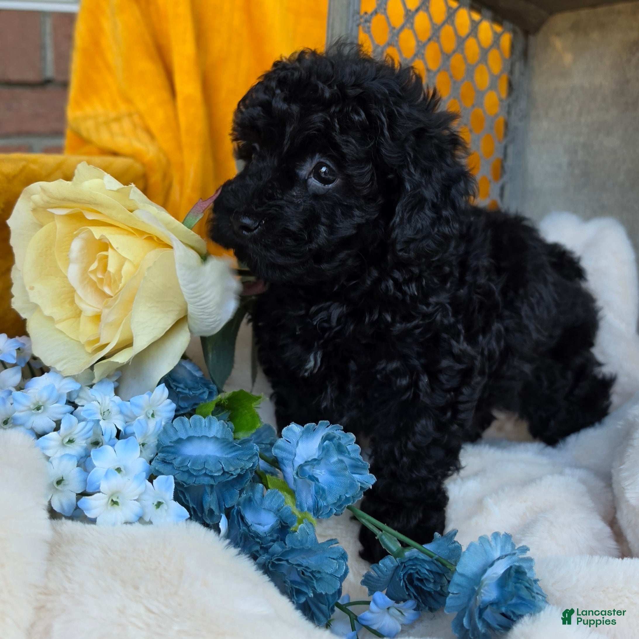 Toy Poodle dogs Blackie - Ad 2