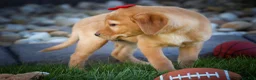 Labrador Retriever dogs for sale: NAOMI - Ad 15