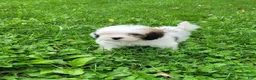 Lhasapoo dogs for sale: Little PiraTess - Ad 4