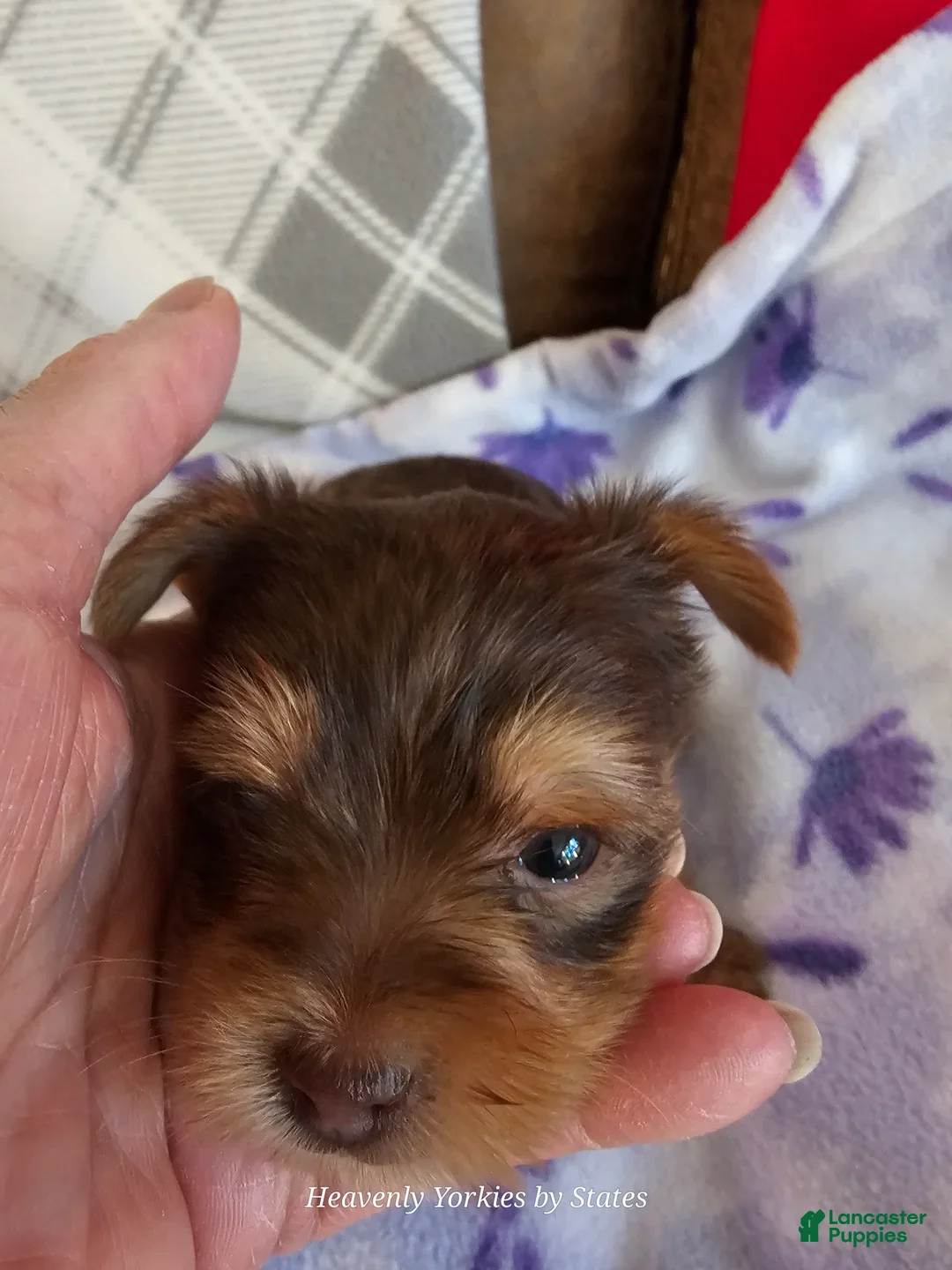 Yorkshire Terrier dogs for sale: Yorkshire Terrier Boy - Ad 5