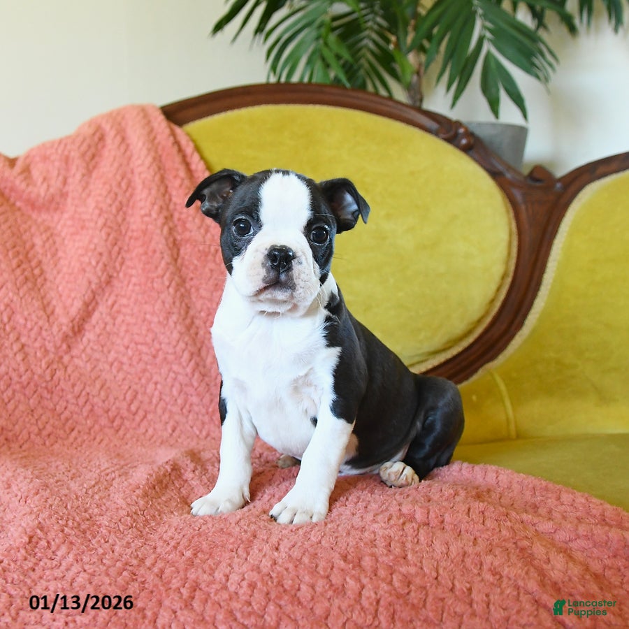 Boston Terrier dogs Comet - Ad 36