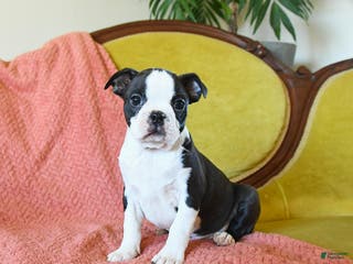 Boston Terrier dogs Comet - Ad 36
