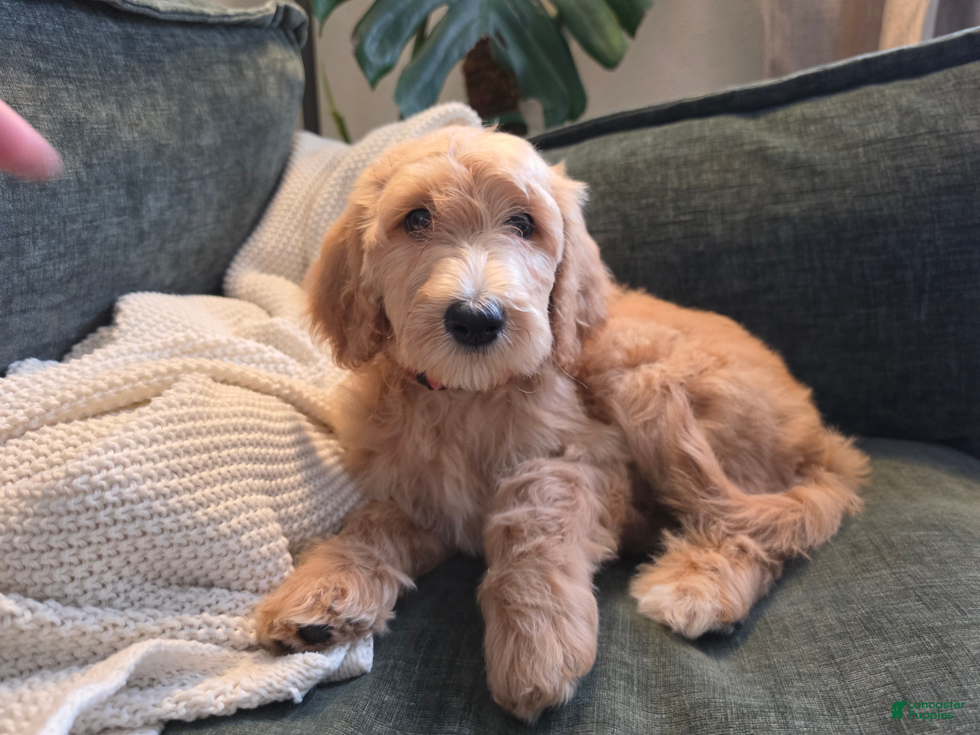 Labradoodle dogs Melody - Pink collar  - Ad 7